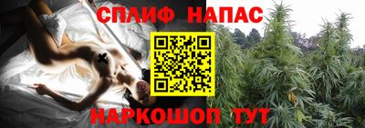 гашик Кингисепп